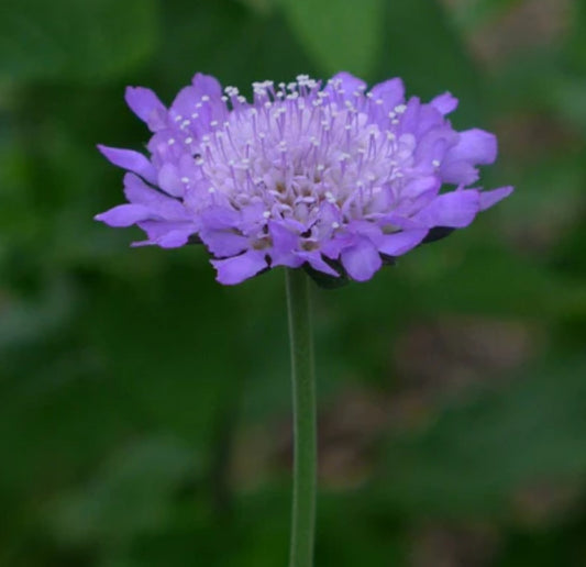 Scabiosa Butterfly Blue 2Ltr