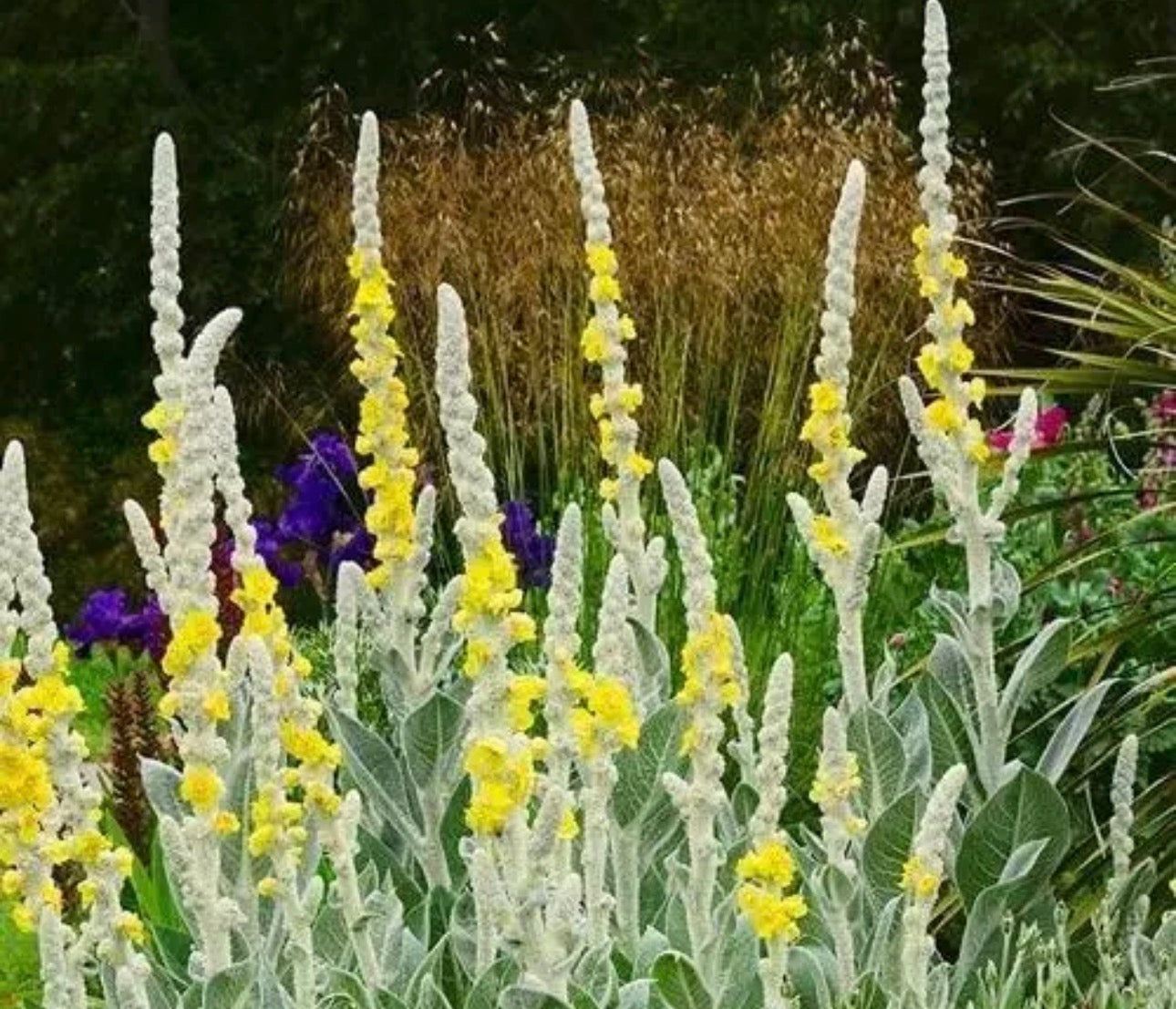 Gedney Plants