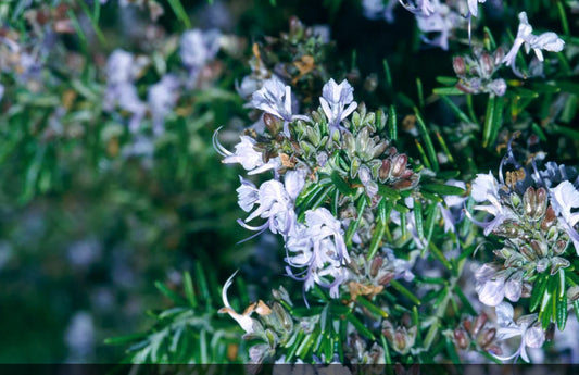 Rosmarinus officinalls Prostratus 14cm