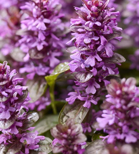 Ajuga Midnight Mystery 1Ltr