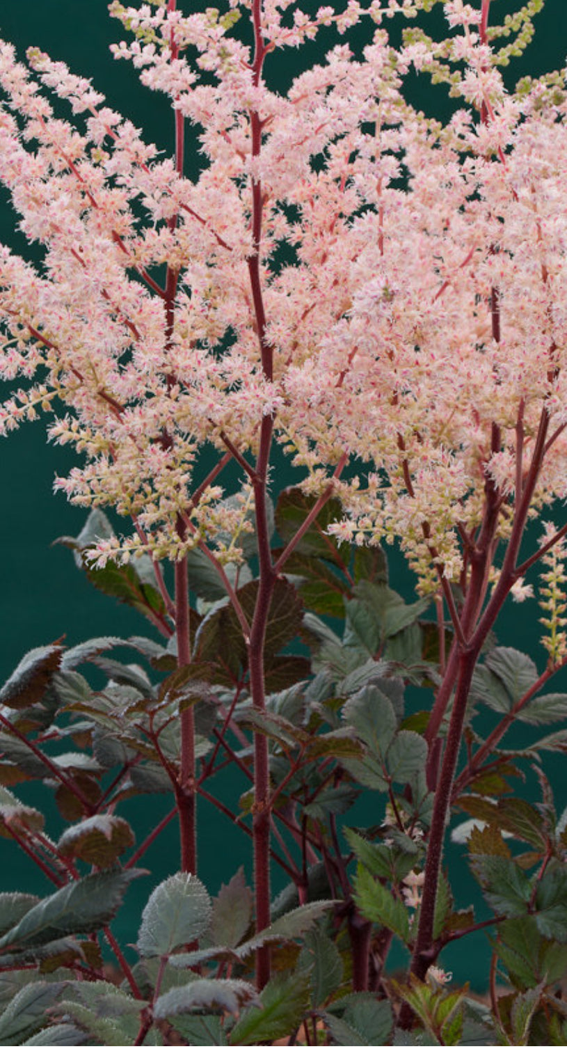 Astilbe 3Ltr