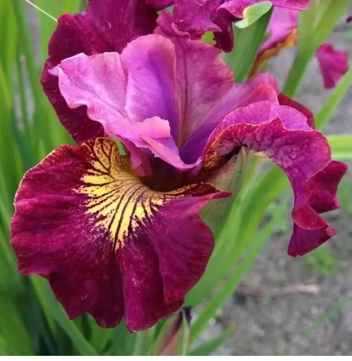 Iris Miss Apple 2Ltr