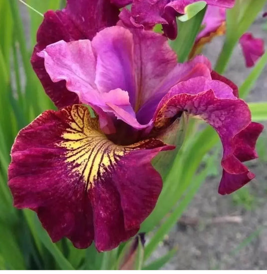 Iris Miss Apple 2Ltr