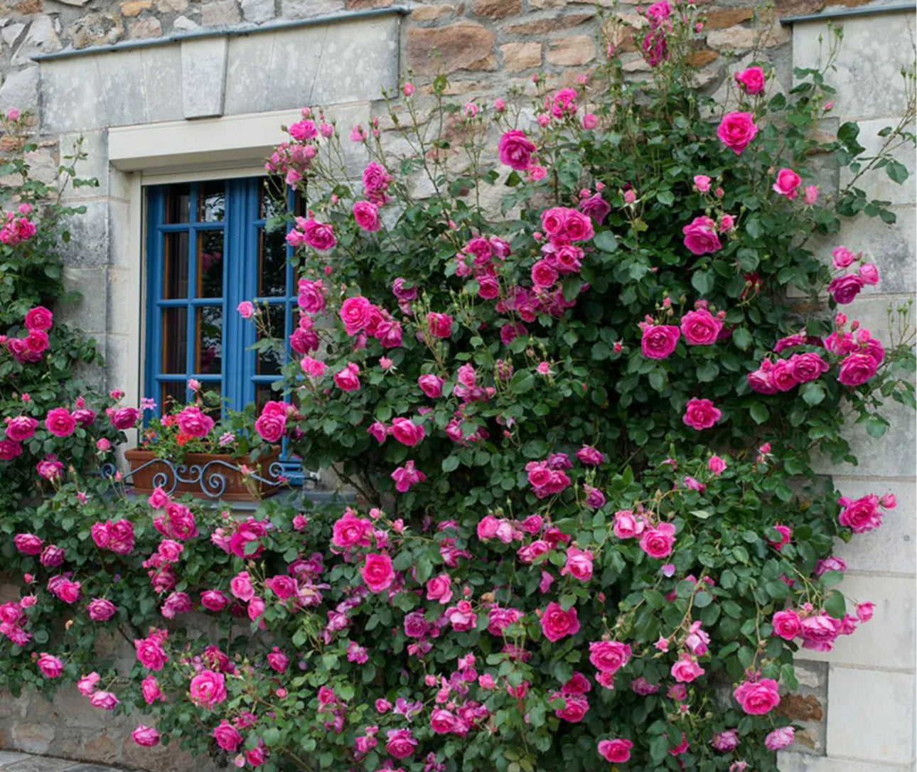 Rose 4.5Ltr