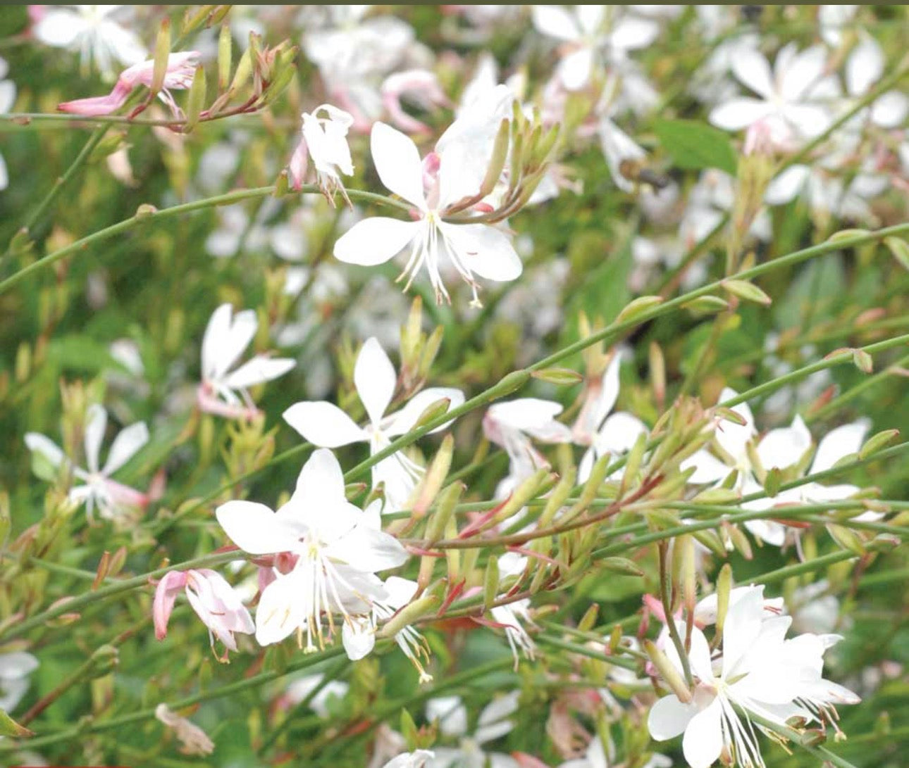 Gedney Plants