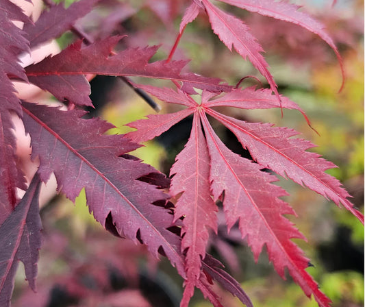 Acer palmatum Black Lace 3Ltr