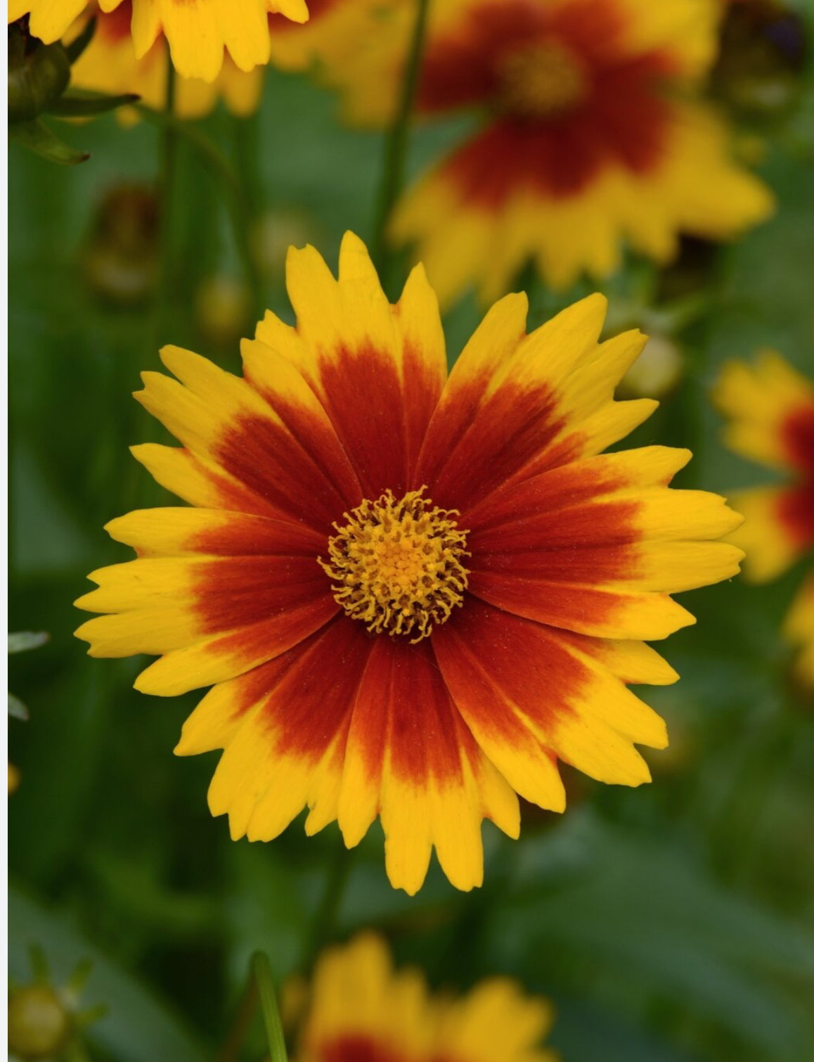 Coreopsis 3Ltr