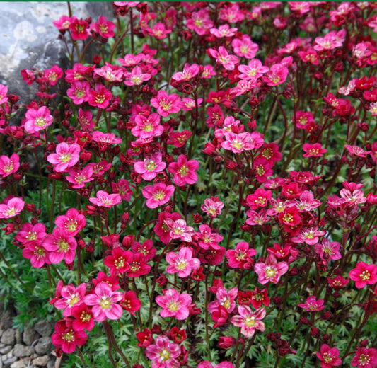 Saxifraga Touran 2Ltr