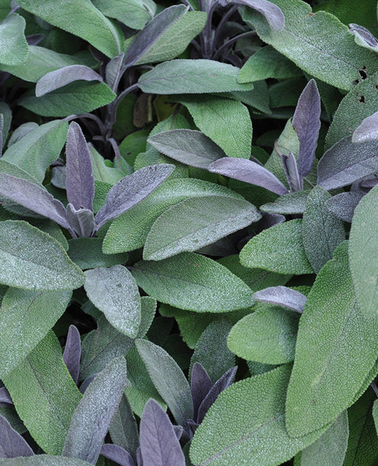 Sage 14cm