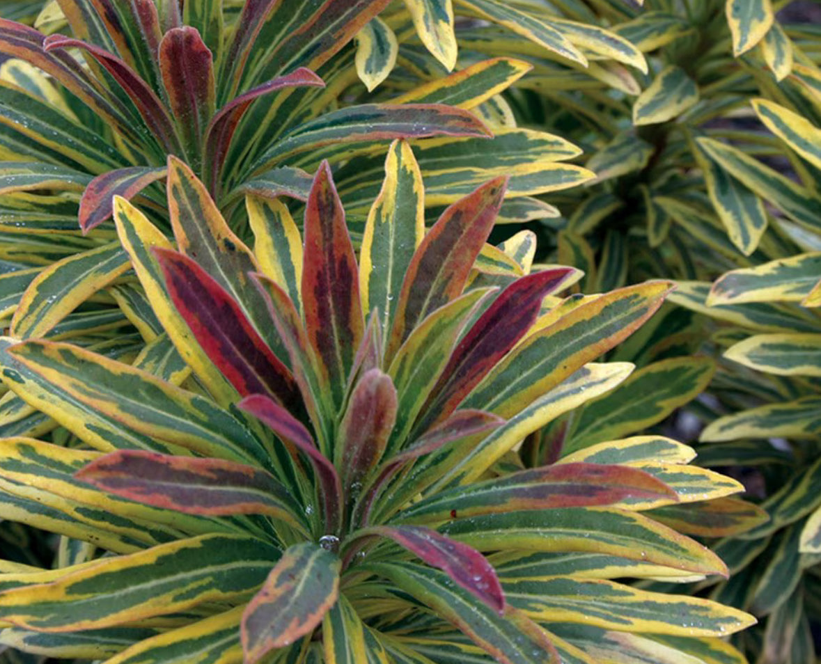 Euphorbia 1Ltr