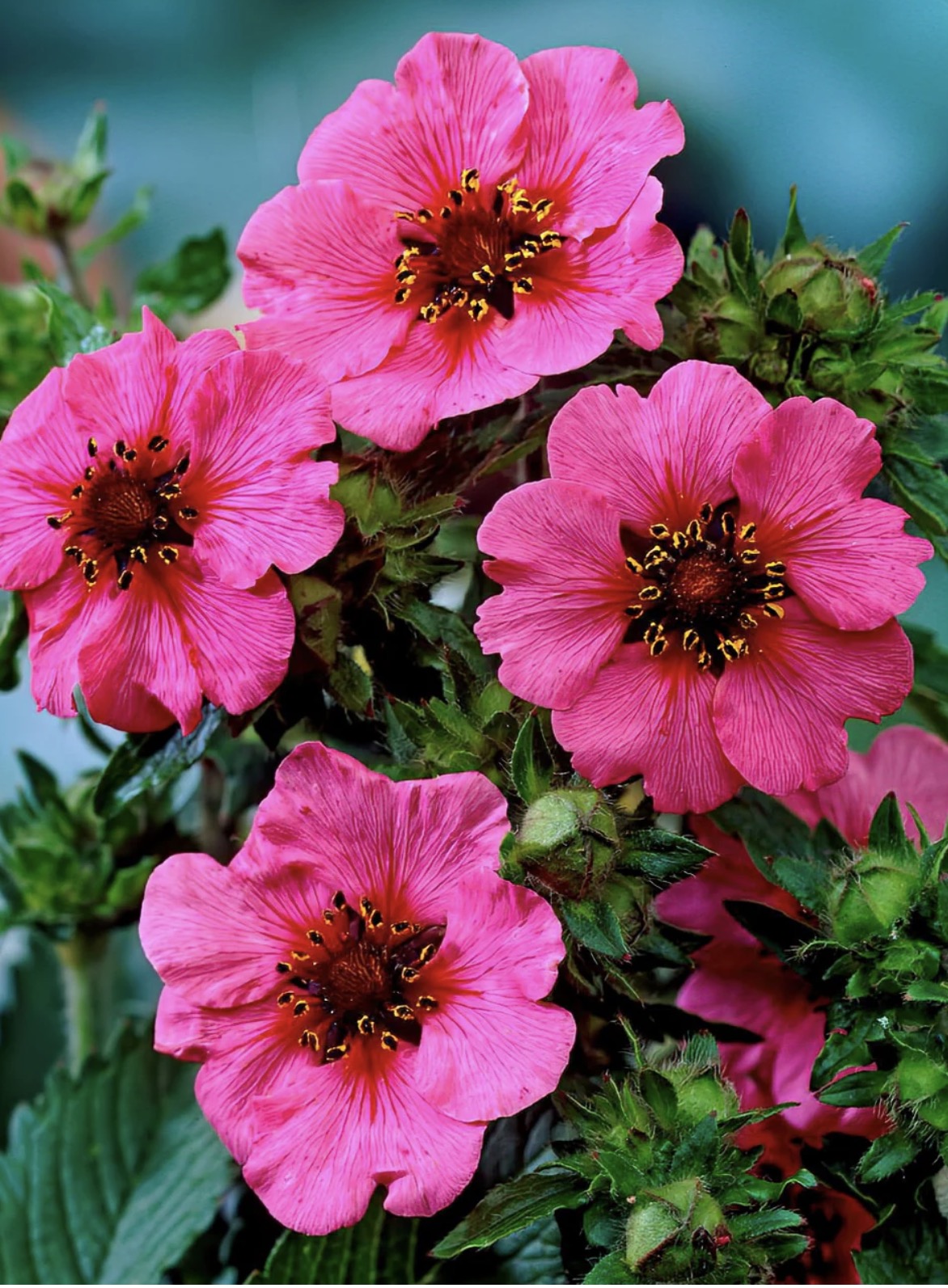 Gedney Plants