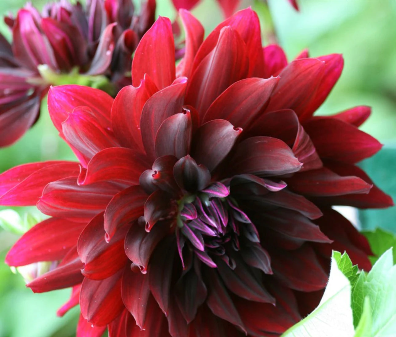 Dahlia 3Ltr