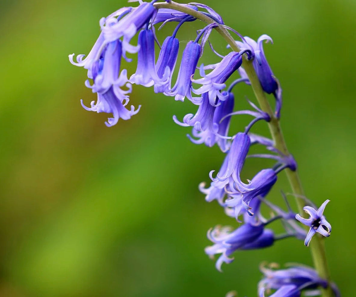 Gedney Plants
