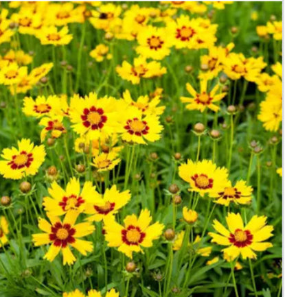 Coreopsis 3Ltr