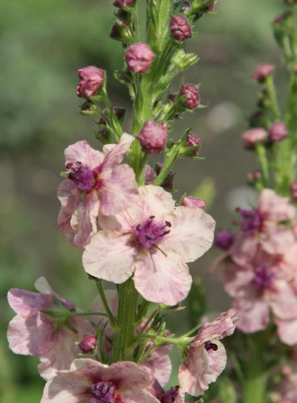 Gedney Plants