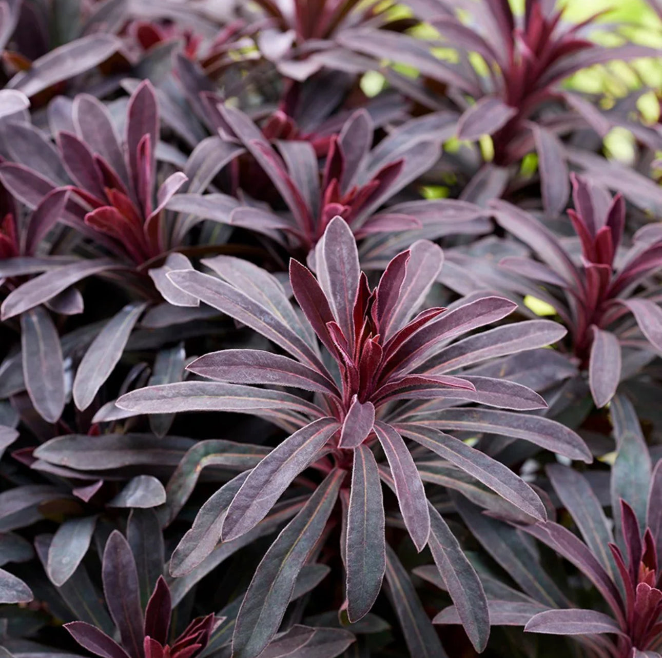 Euphorbia 1Ltr