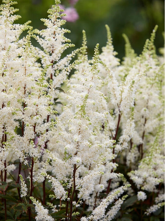 Astilbe 3Ltr