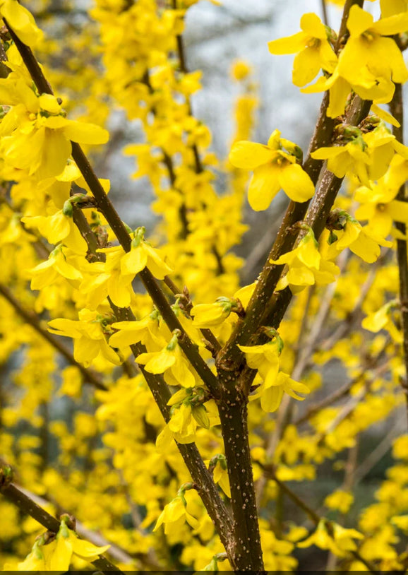 Forsythia Lynwood 3L