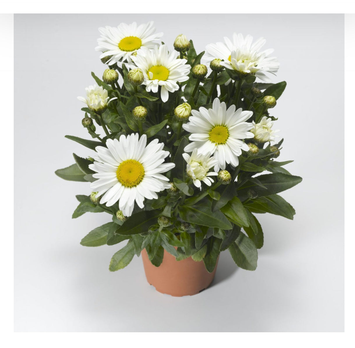 Leucanthemum Western Star Taurus 1Ltr