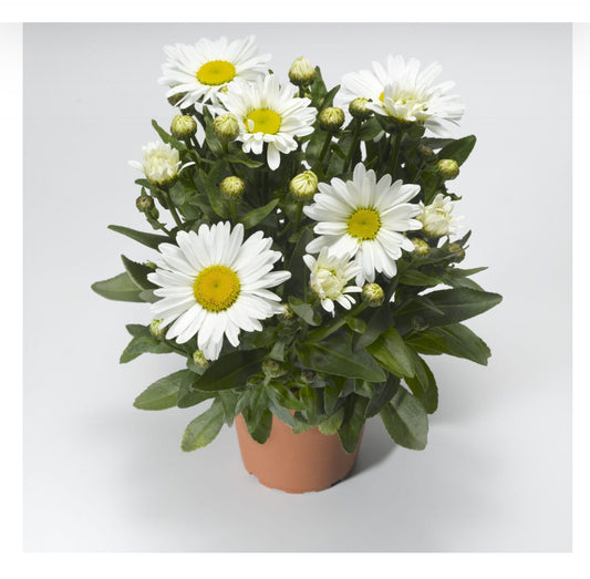 Leucanthemum Western Star Taurus 1Ltr