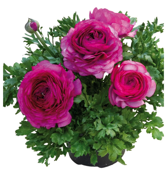 Ranunculus Vortex Purple Improved 2Ltr