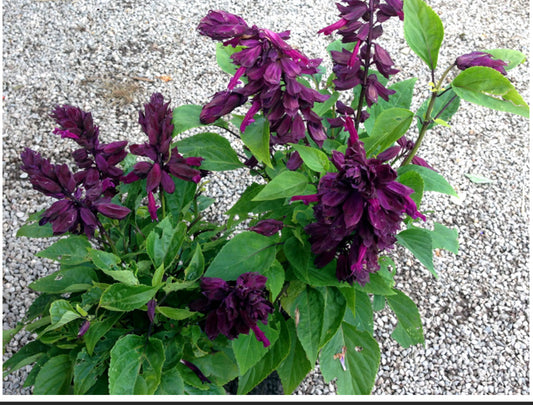 Salvia 2Ltr