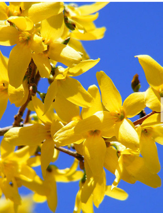 Forsythia intermedia Mini Gold ( Weekend ) 3L