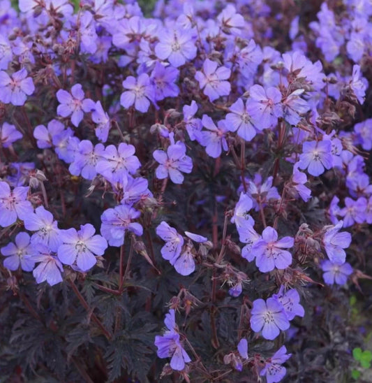 Geranium 3Ltr