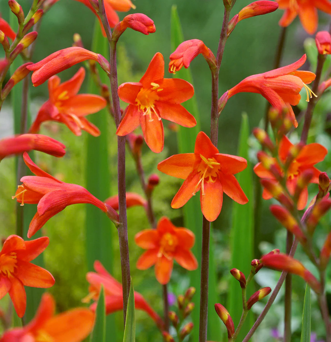 Crocosmia Bressingham Dark Fires 3.5Ltr