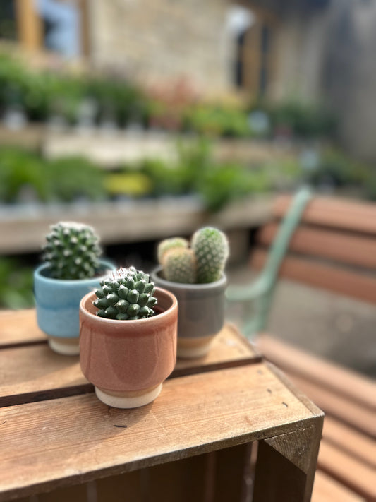 Mini Cacti in Ceramic Pot