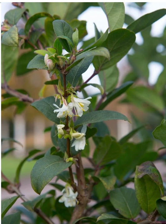 Lonicera x purpusil Winter Beauty 4Ltr
