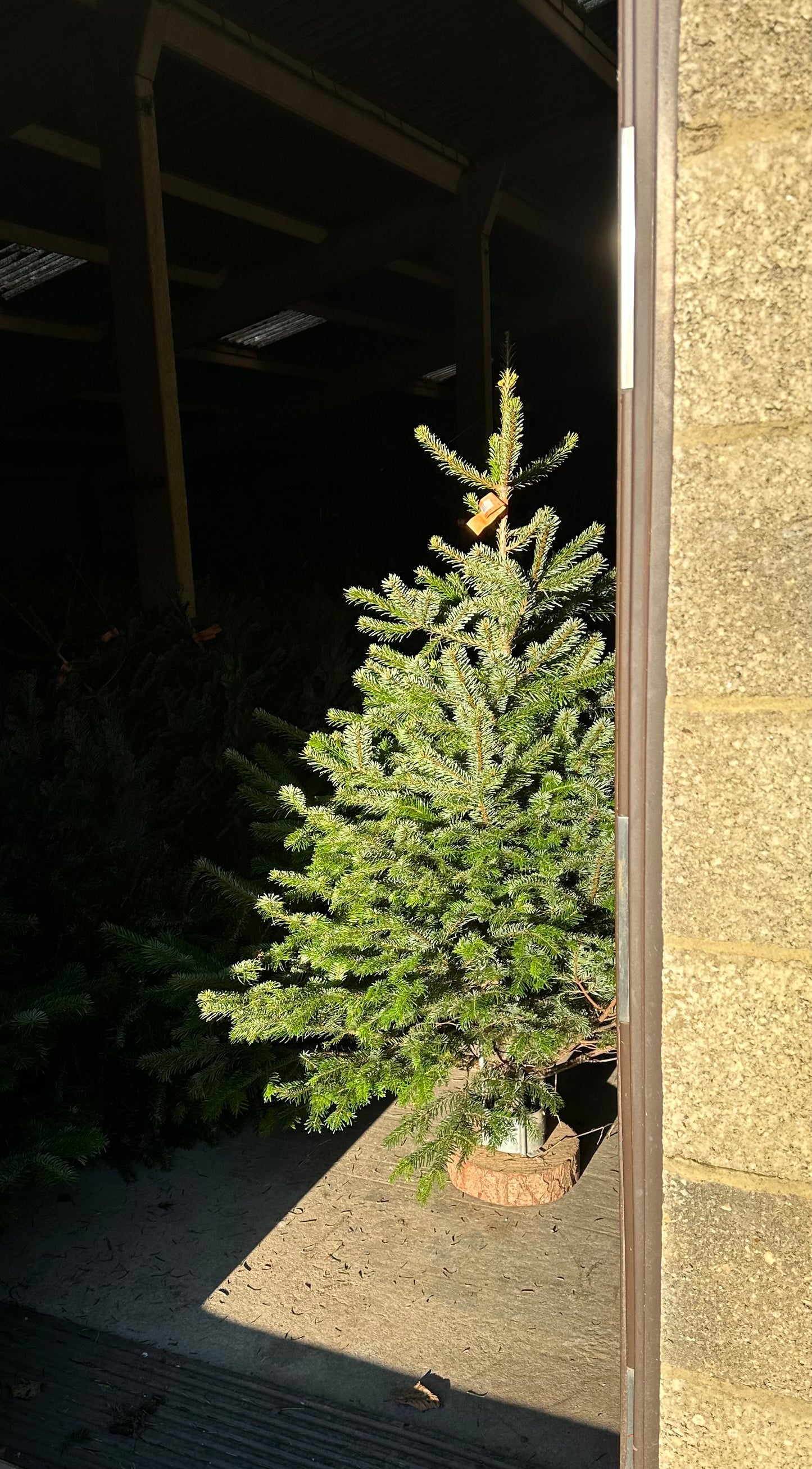 Christmas Trees
