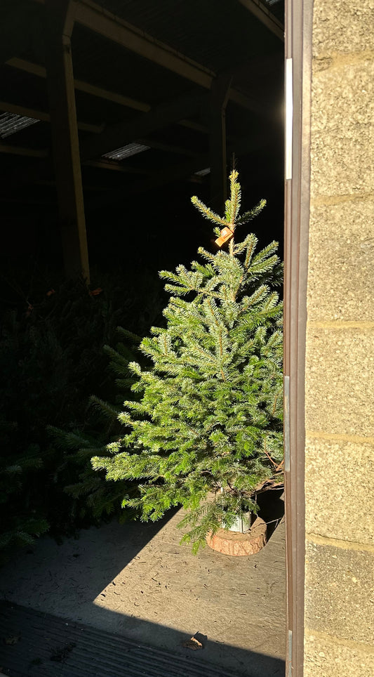 Christmas Trees