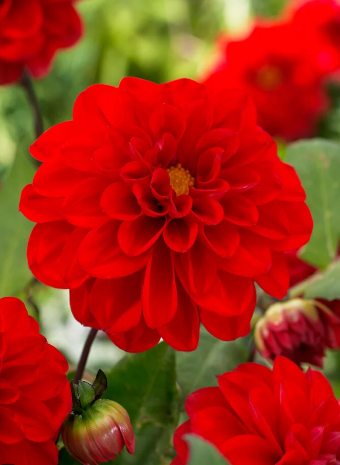 Dahlia 3Ltr