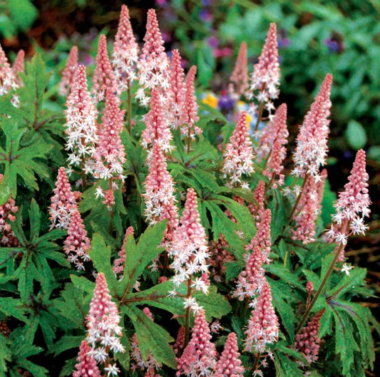 Tiarella Pink Sky Rocket 2Ltr