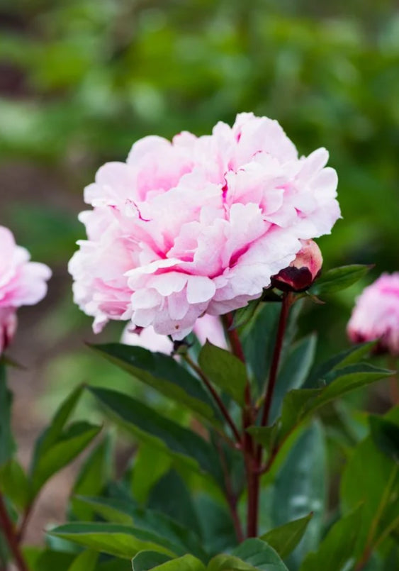 Paeonia Gardenia 5.5Ltr