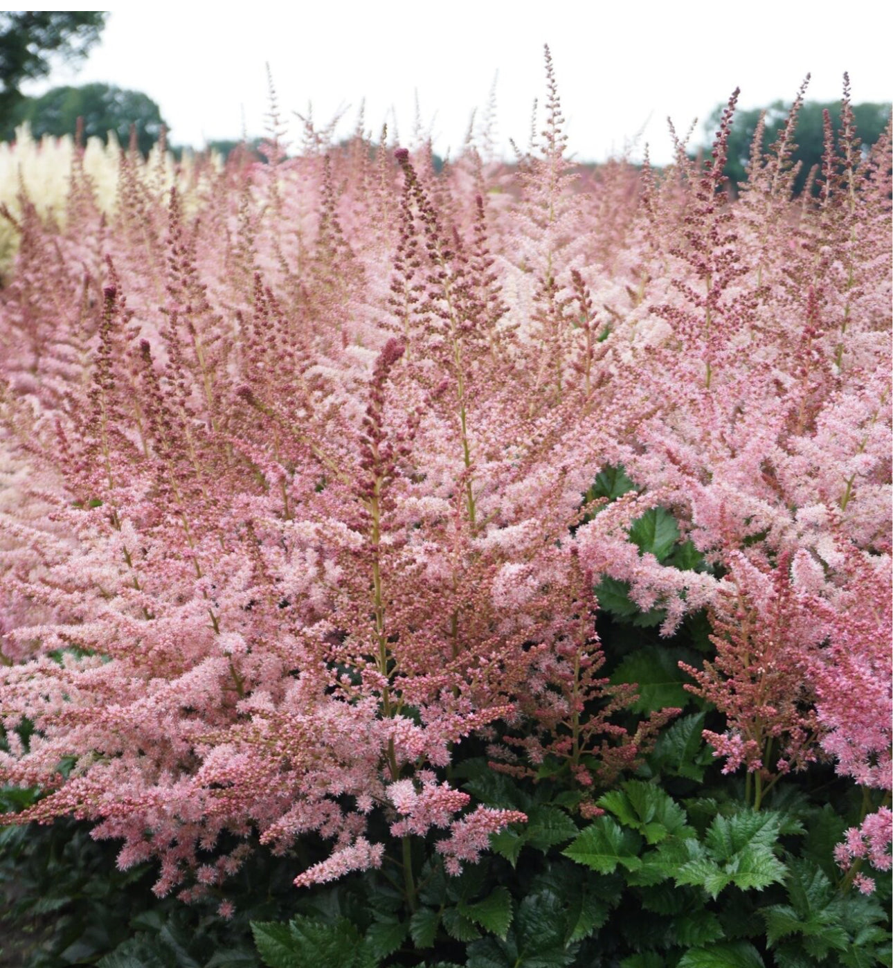 Astilbe 3Ltr