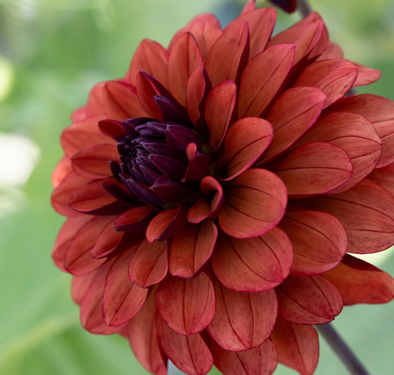 Dahlia 3Ltr