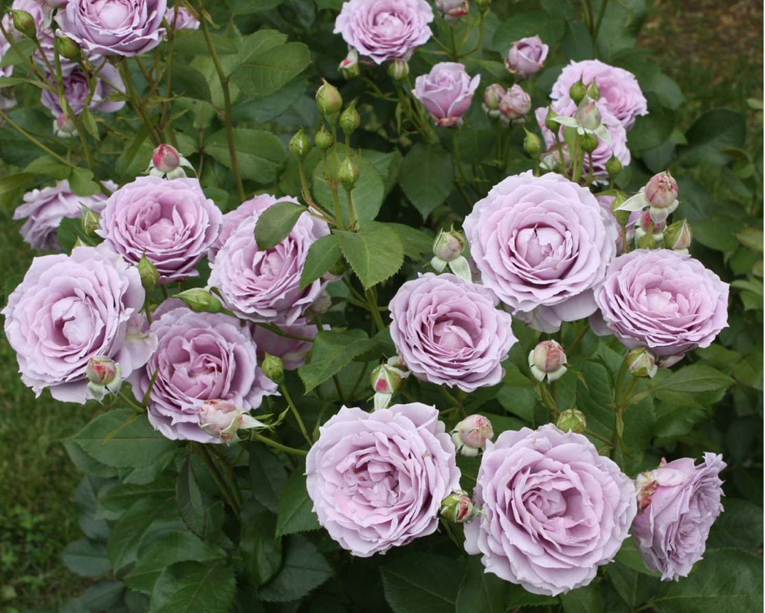 Rose Novalis 4.5Ltr