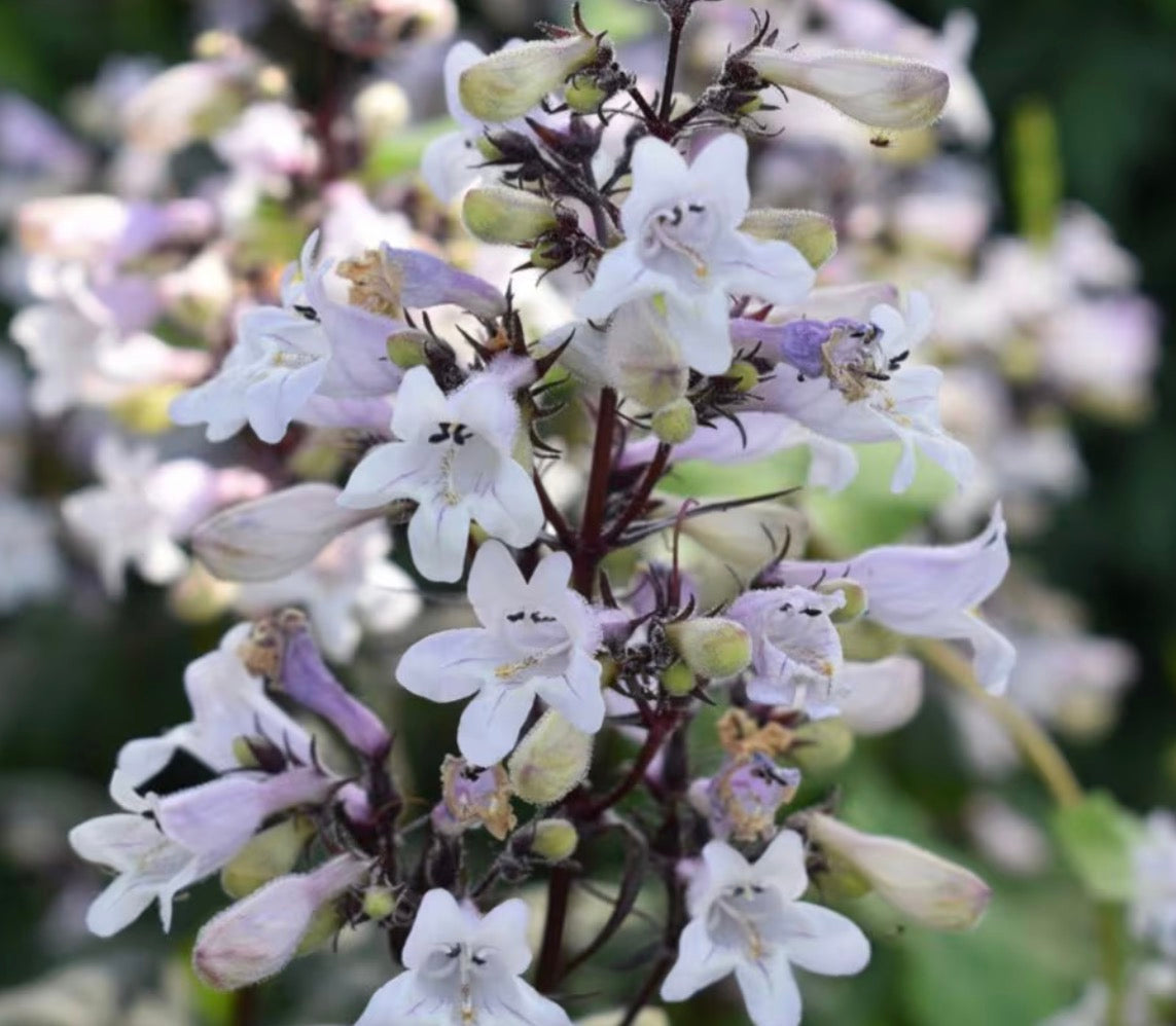 Gedney Plants