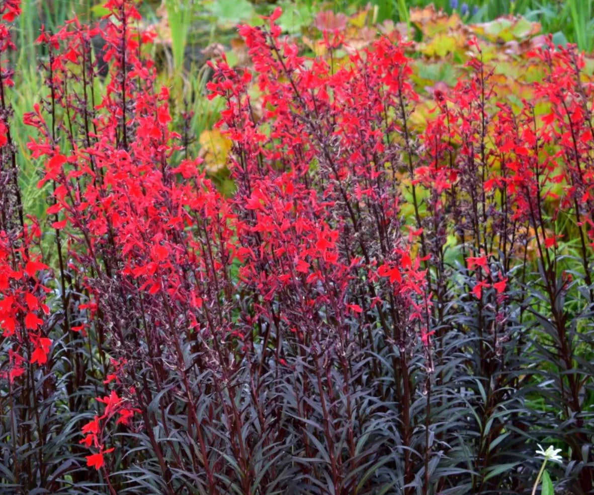 Lobelia Queen Victoria 2Ltr