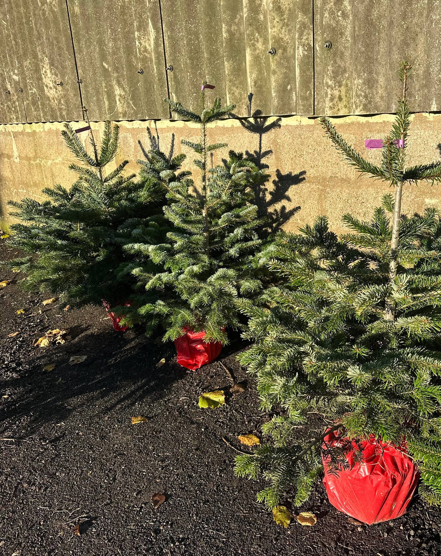 Christmas Trees