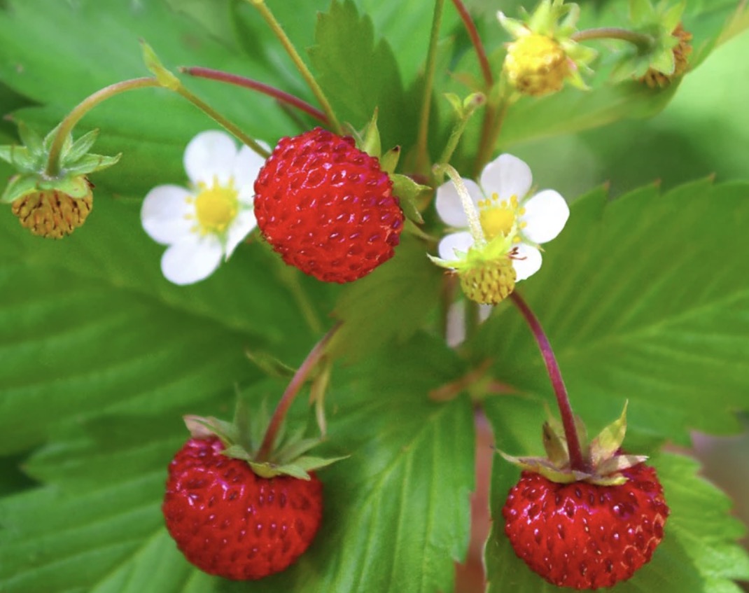Gedney Plants