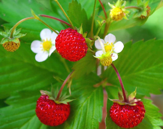 Gedney Plants