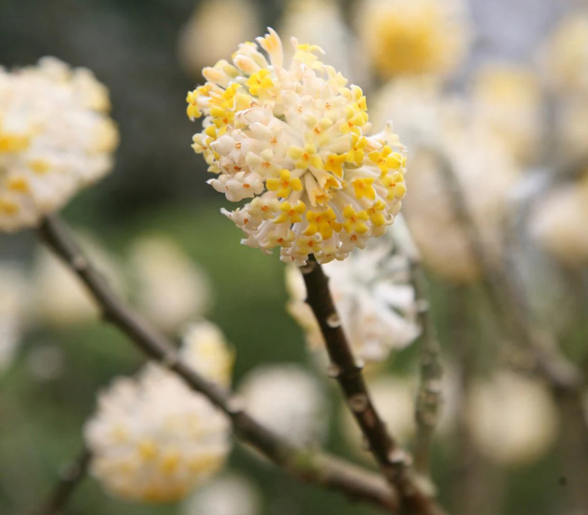 Edgeworthia chrysantha Honey Sunshine 1.5L