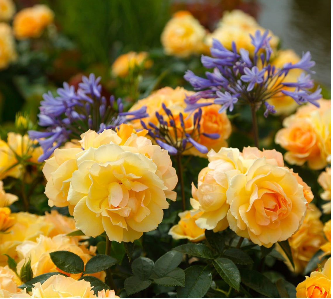 Rose Queen Bee 4.5Ltr