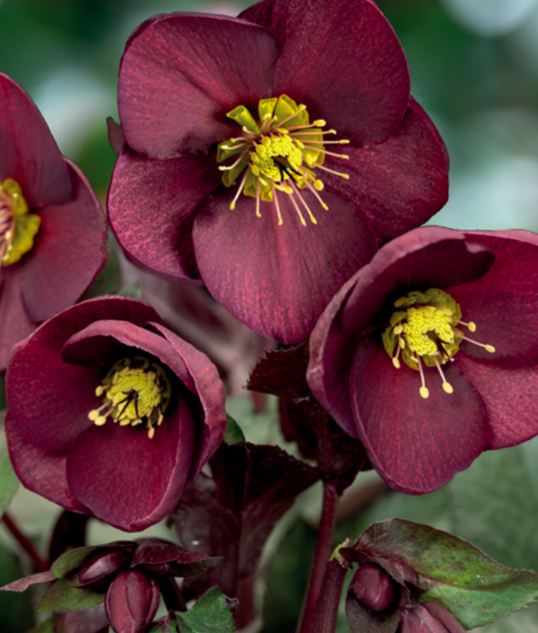 Hellebore HGC Ice N’ Roses Merlot 2L