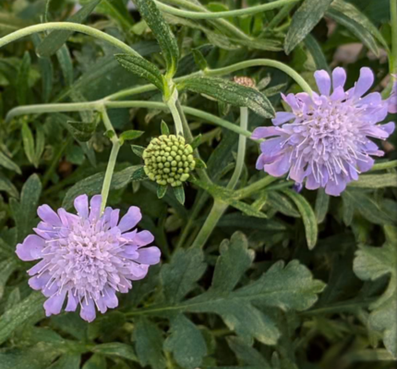 Scabiosa Butterfly Blue 2Ltr