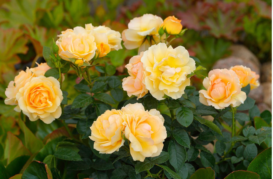 Rose Queen Bee 4.5Ltr