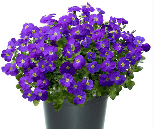 Aubrieta Kitte Blue 1Litre